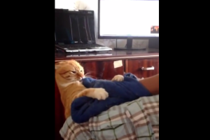 Самый мстительный в мире кот