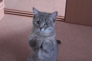Кот, которому невозможно отказать