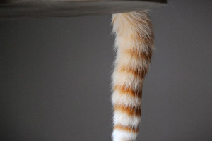 cat_tail