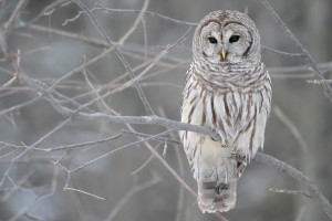white-owl-or-barred-owl1