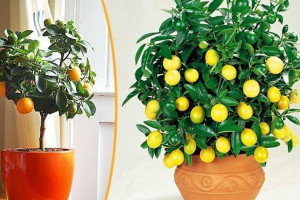 Как вырастить апельсиновое дерево из косточки?
