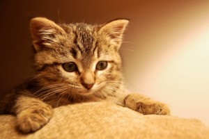 Немного о кошках и почему кошки топчутся?