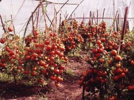 Выращивание помидор по Маслову. Увеличение урожая в 8 раз